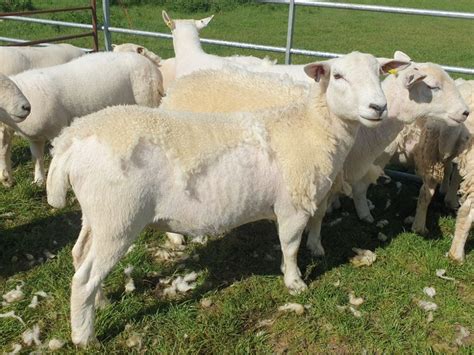 easycare sheep for sale